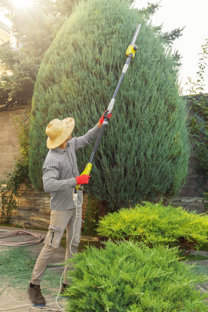 De Soto, IL Tree Removal and Landscaping Services Company